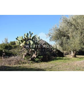 Terreno agricolo zona Belpasso
