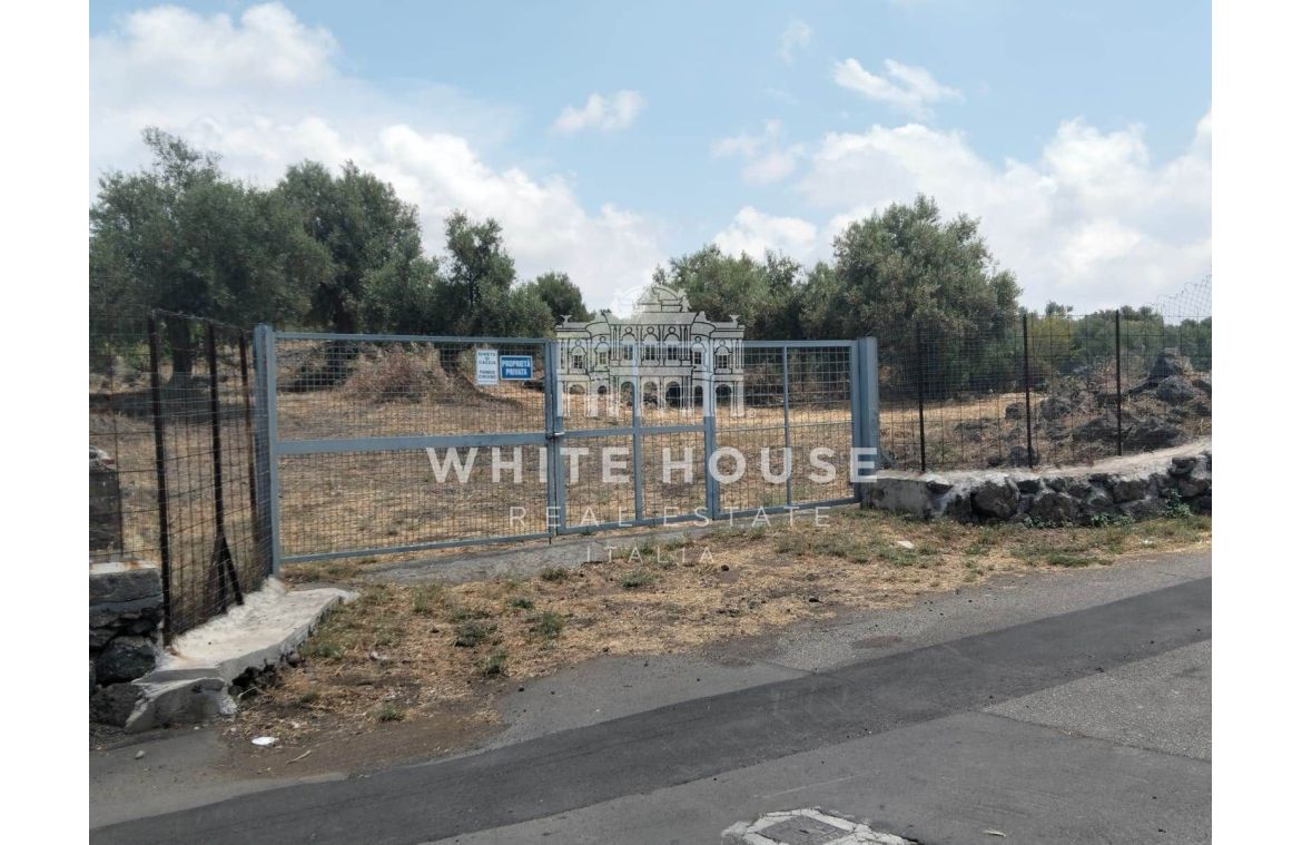 Terreno agricolo con uliveto